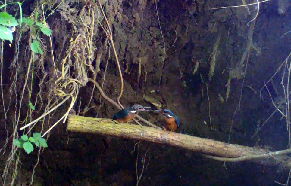 Kingfisher family caught on video for the first time on our reserve